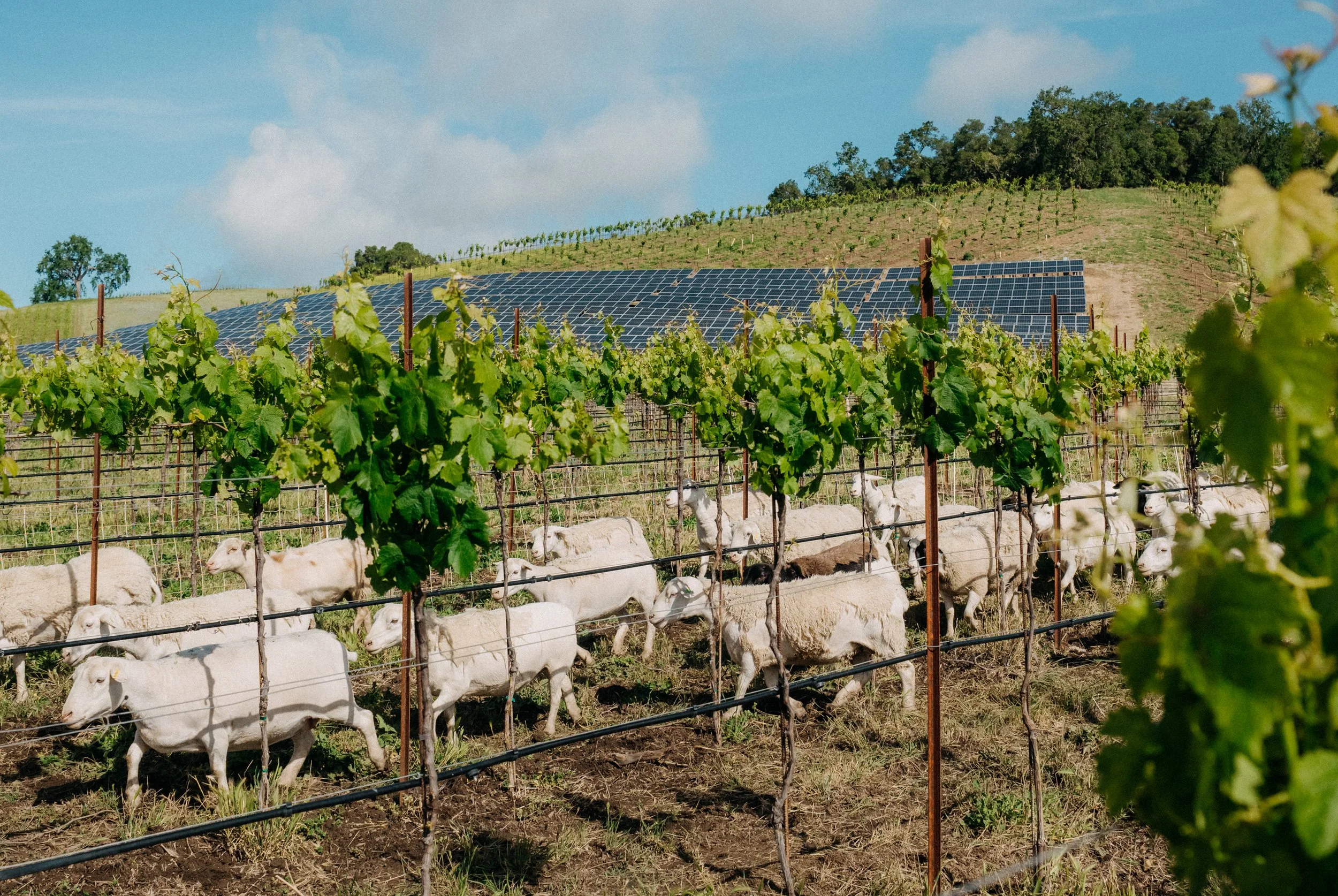 Forbes: “What 6 Paso Robles Wineries Are Learning From The Soil”