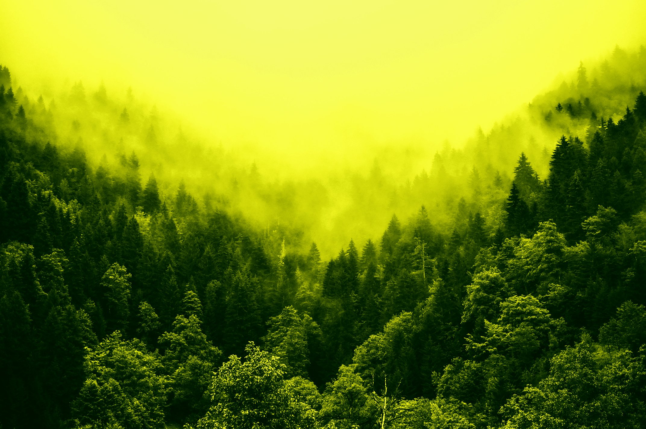 Forest@0.5x.jpg