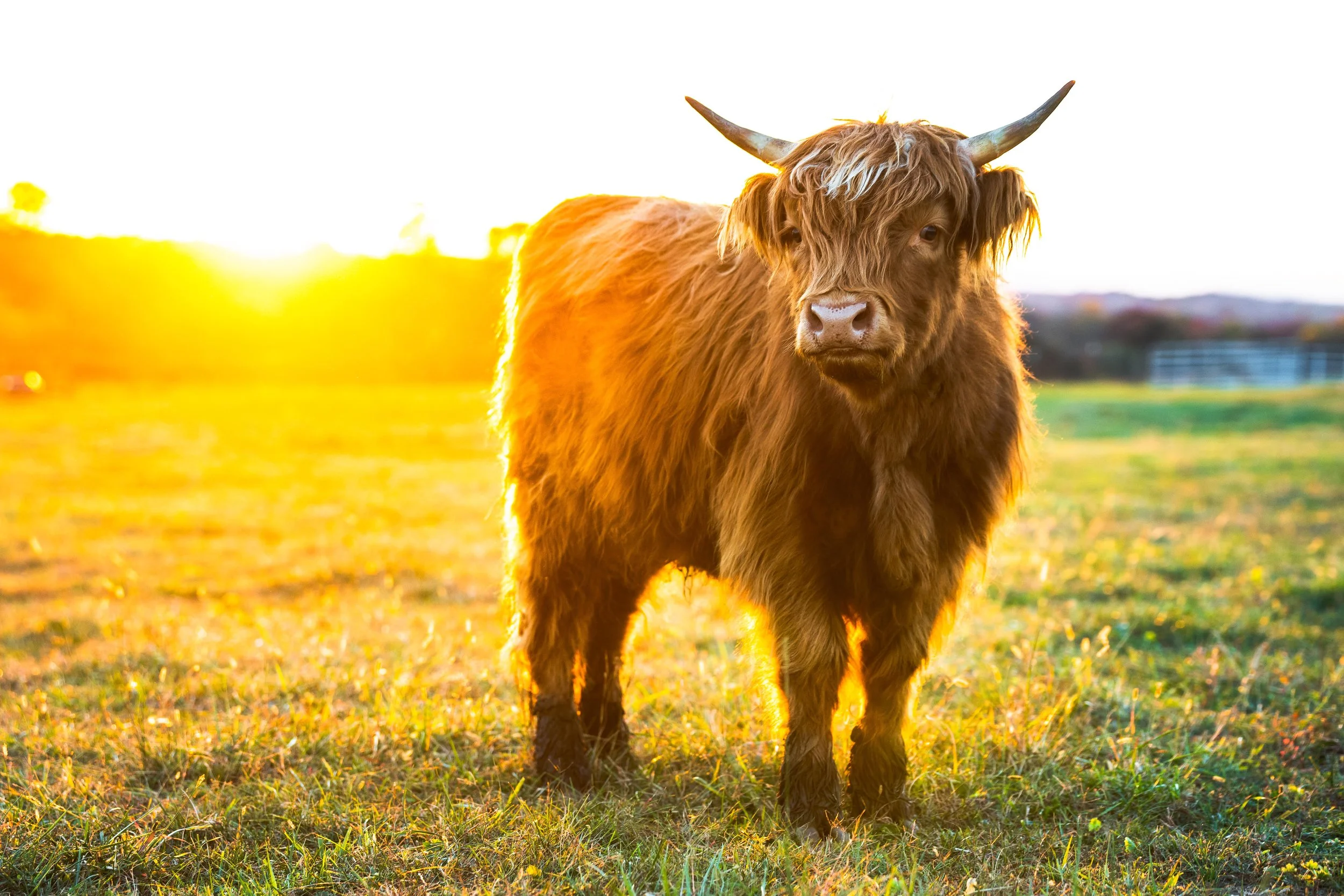 Cow2.jpg