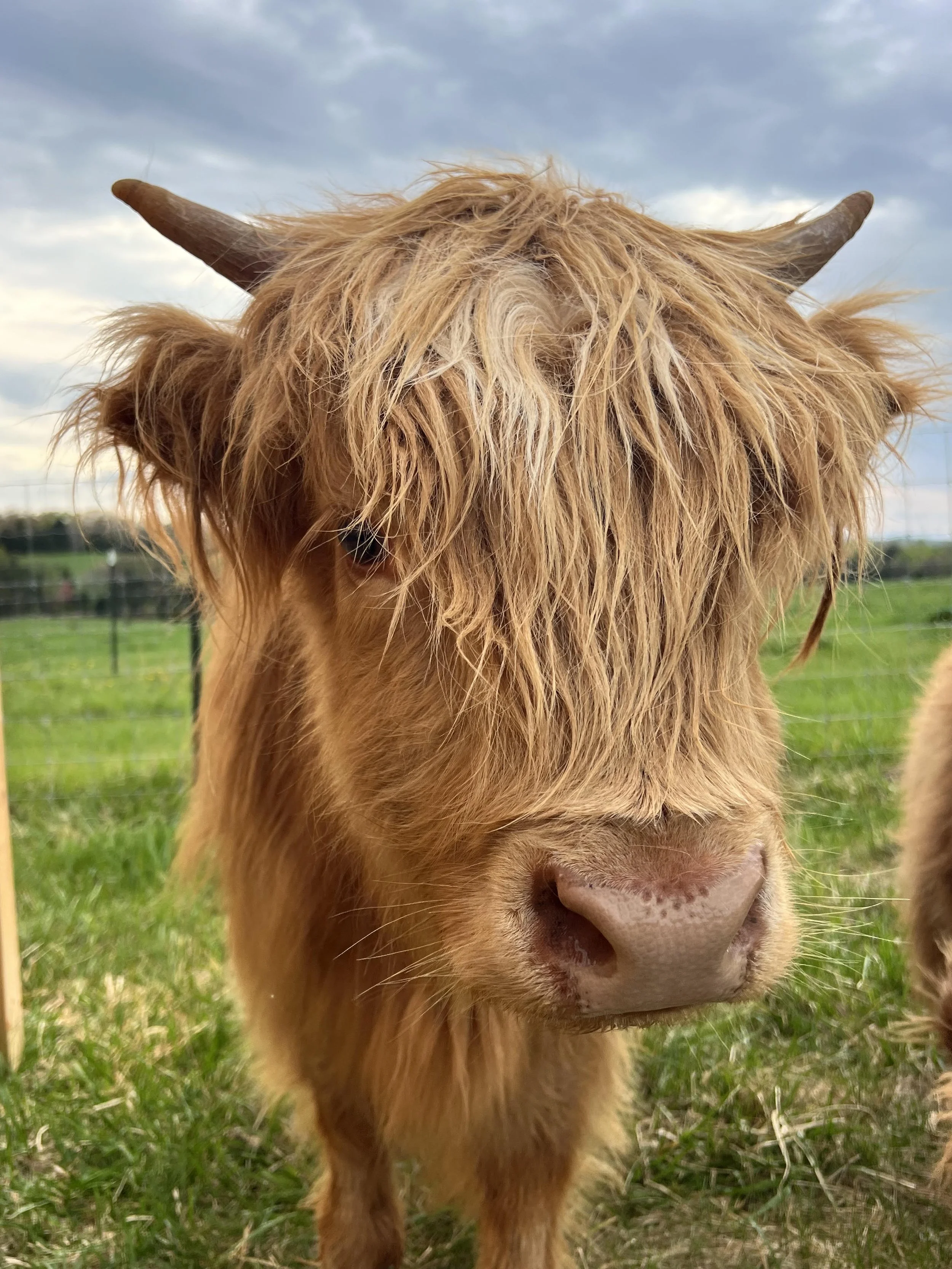 Cow4.jpg