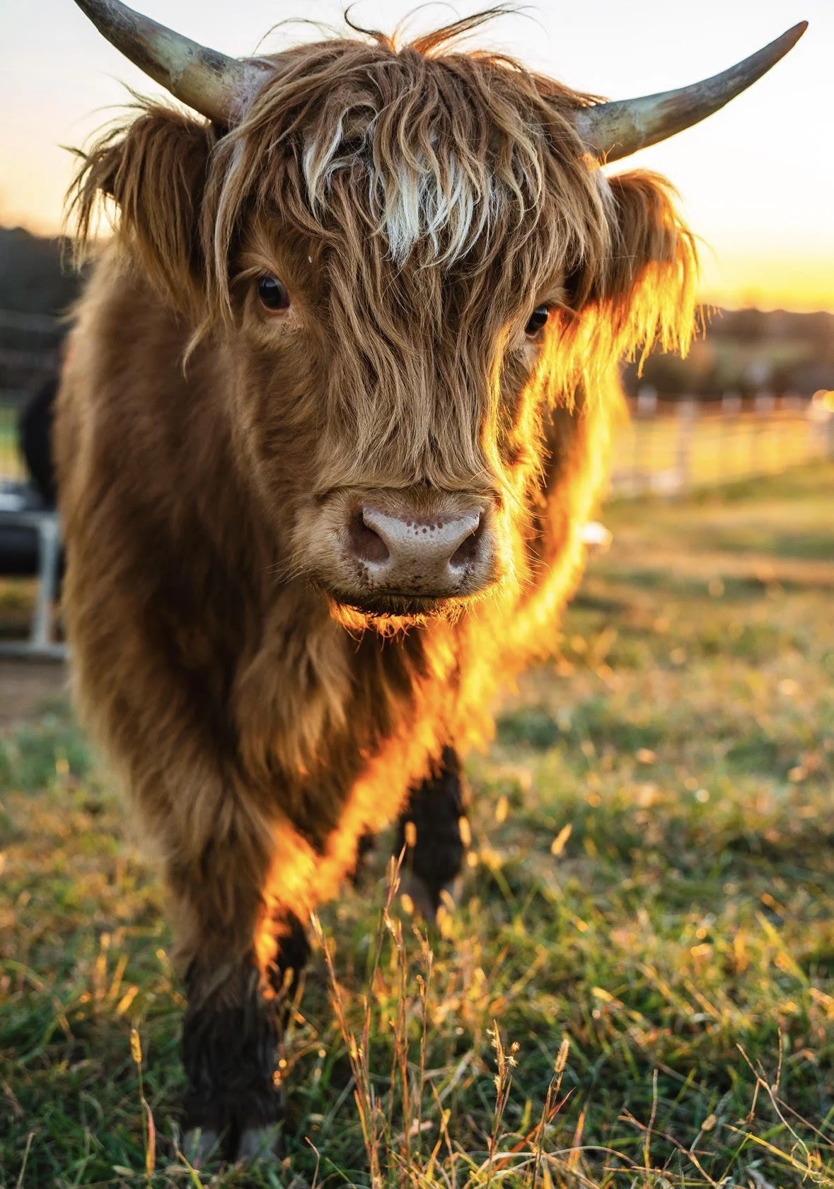 Cow1.jpg