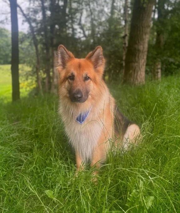 Baloo therapy dog.jpeg