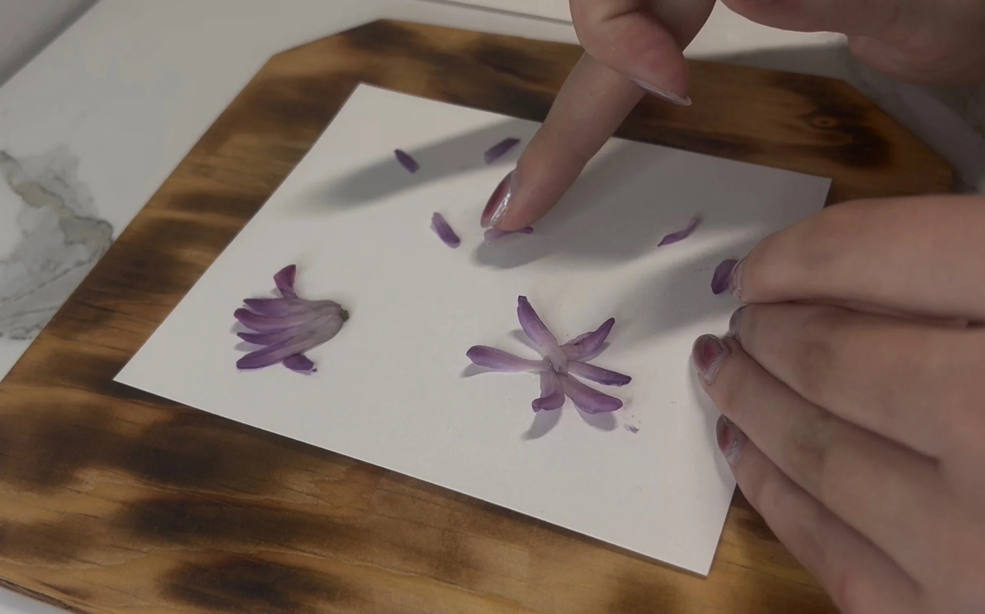 Person arranging purple flower petals on white paper.