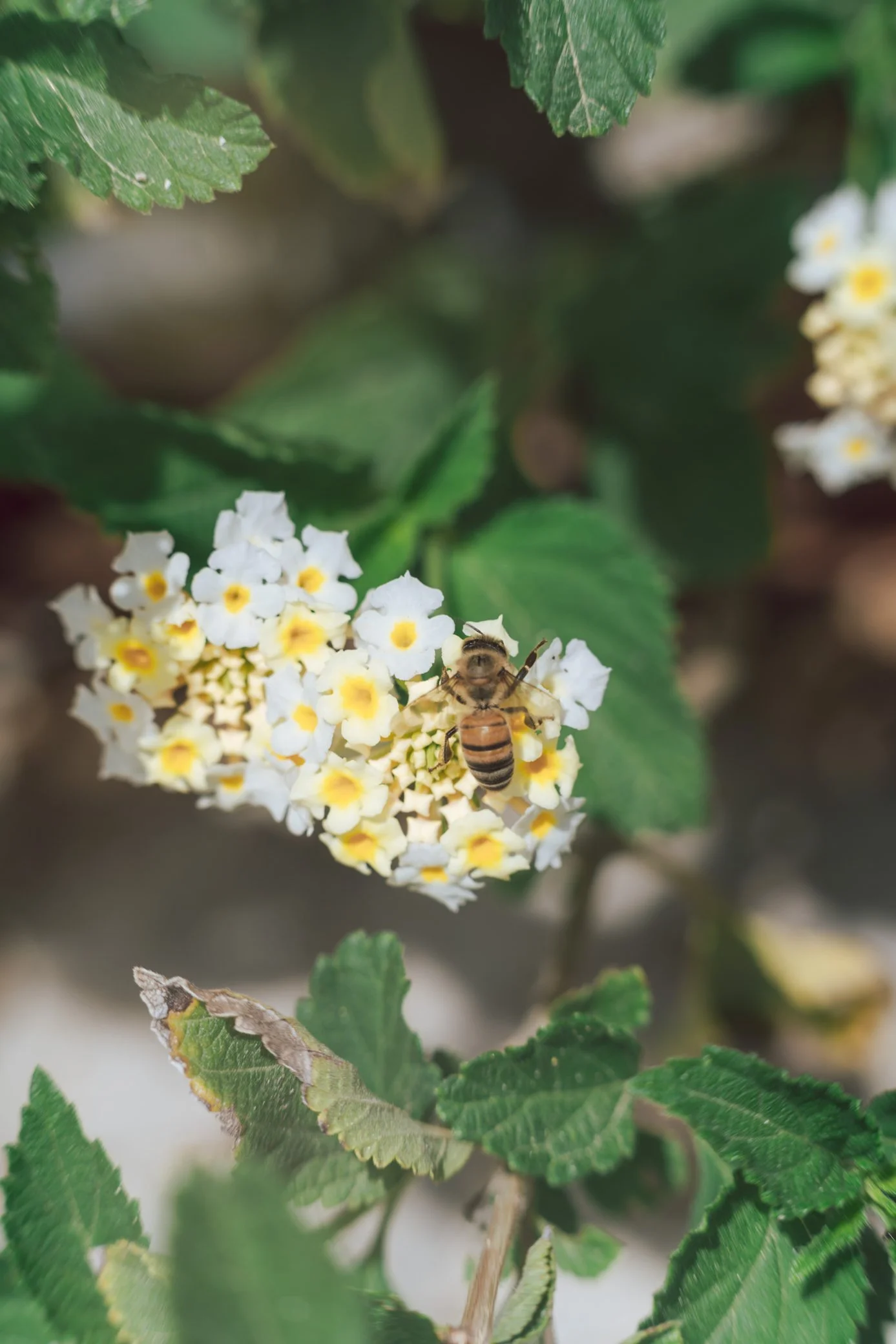 A7302919 - Full size.jpg