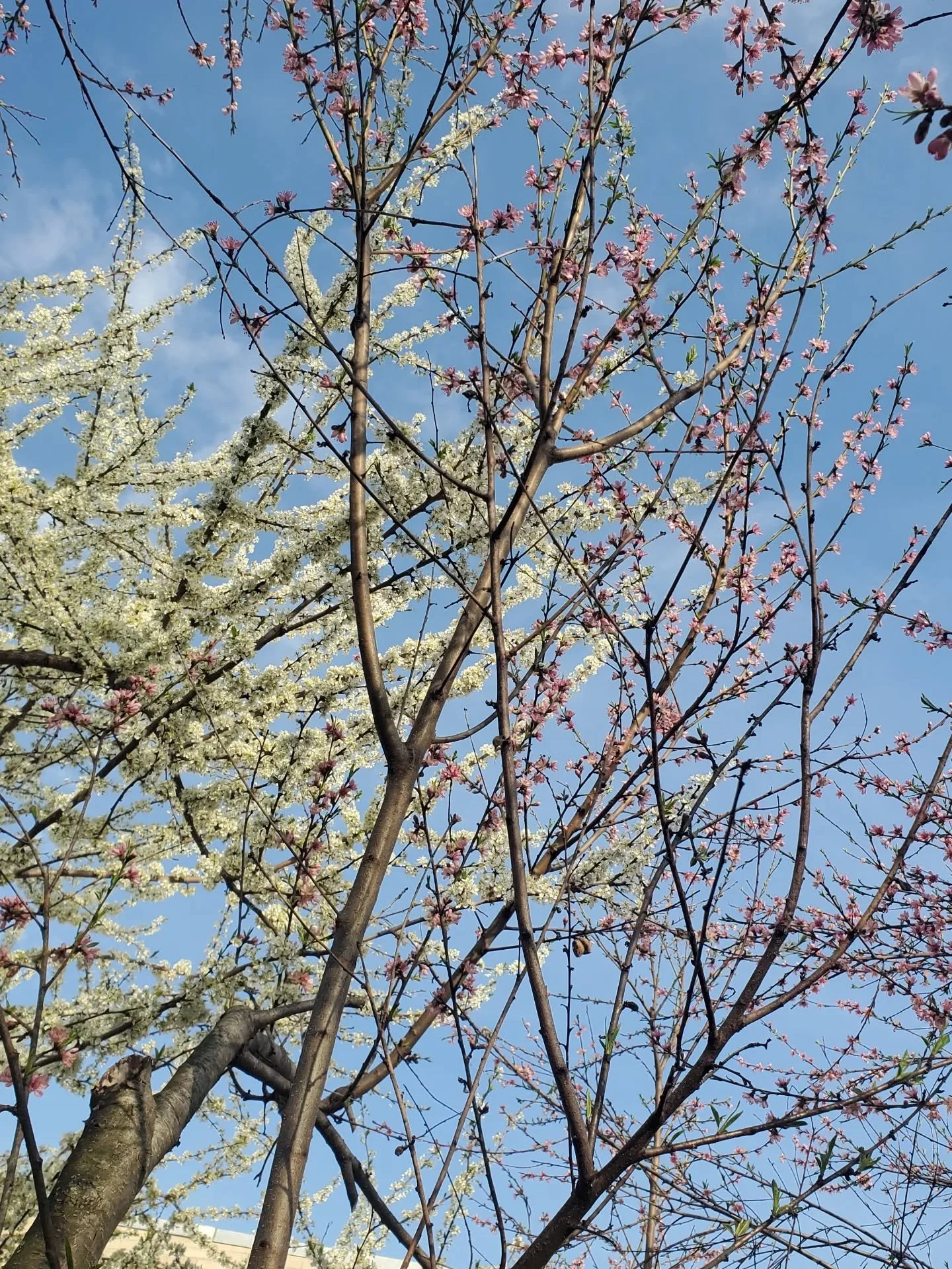 Spring has come at Rabbit Hole yay! Time to touch some soil and deepen our collective connection to mother🌎 
Volunteer hours for the spring will be up soon :)