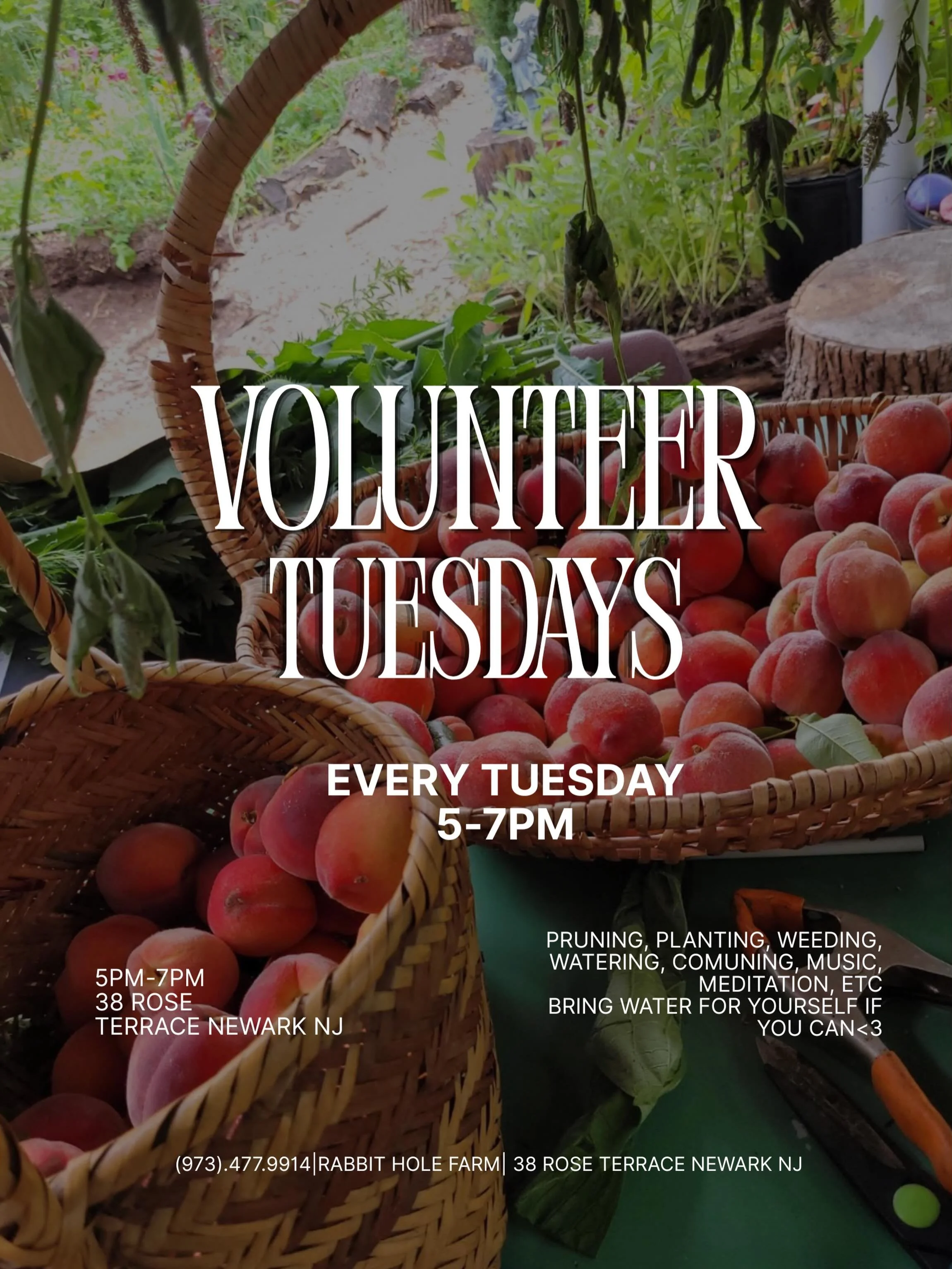 Come be in community with us every Tuesday :) 
These are some peaches from our fruit trees that will be ready to share with y&rsquo;all soon🤗 
Come to lend a hand, listen to music, or just to meditate and you can take a sunflower seedling home, we h
