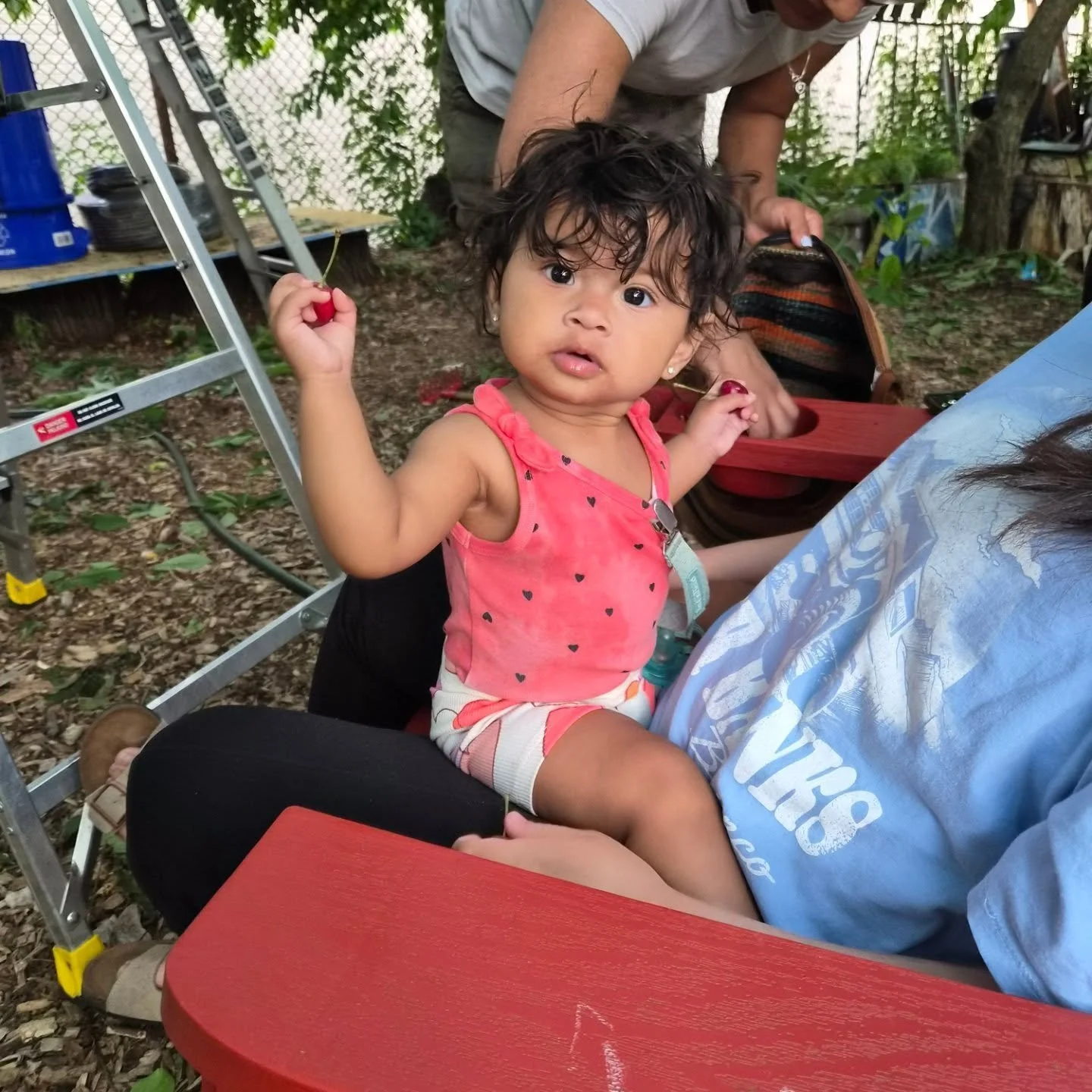 Another amazing day! Thanks to all the community members who have come by to harvest cherry and help around farm. Today we had about 30 visitors and everyone enjoyed the cherries 🍒 ✌🏽