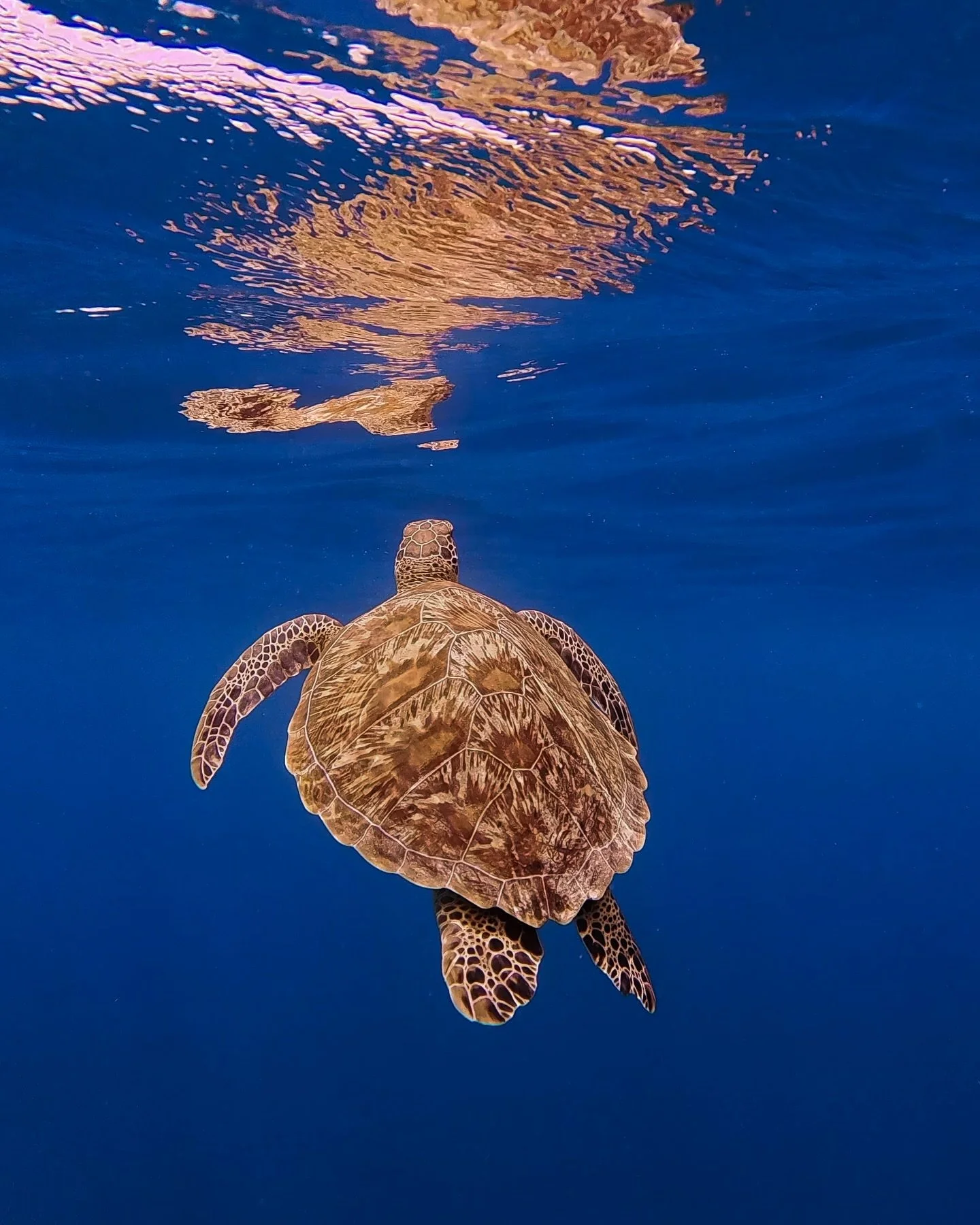 Ceep calm and turtle on 🐢
🏨 @AkiriDhigurah
📷 @meet.maren
🗺️ #Dhigurah, #Maldives
