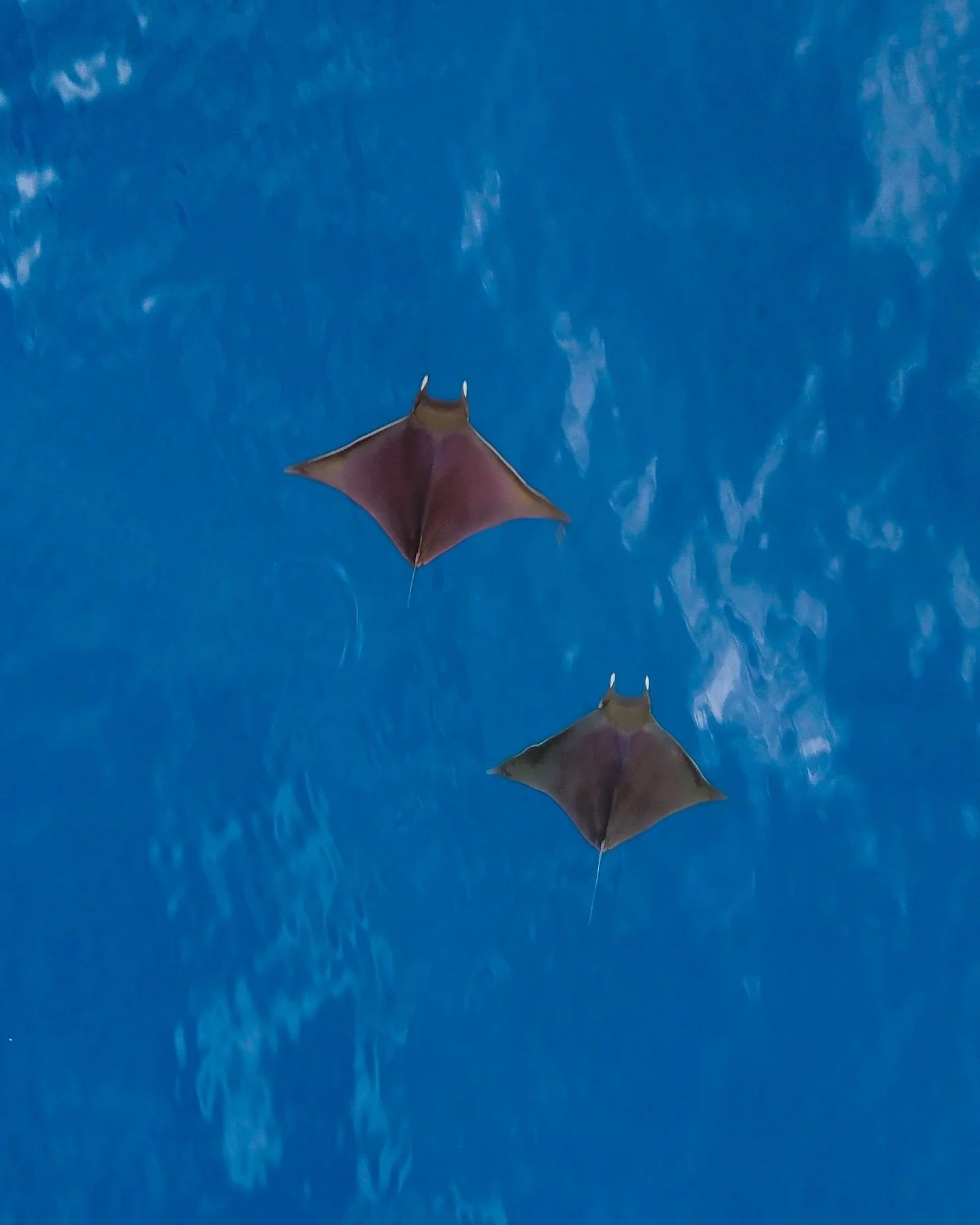 Catch of the day: Devil Rays 😈
🏨 @AkiriDhigurah
📷 @meet.maren
🗺️ #Dhigurah, #Maldives