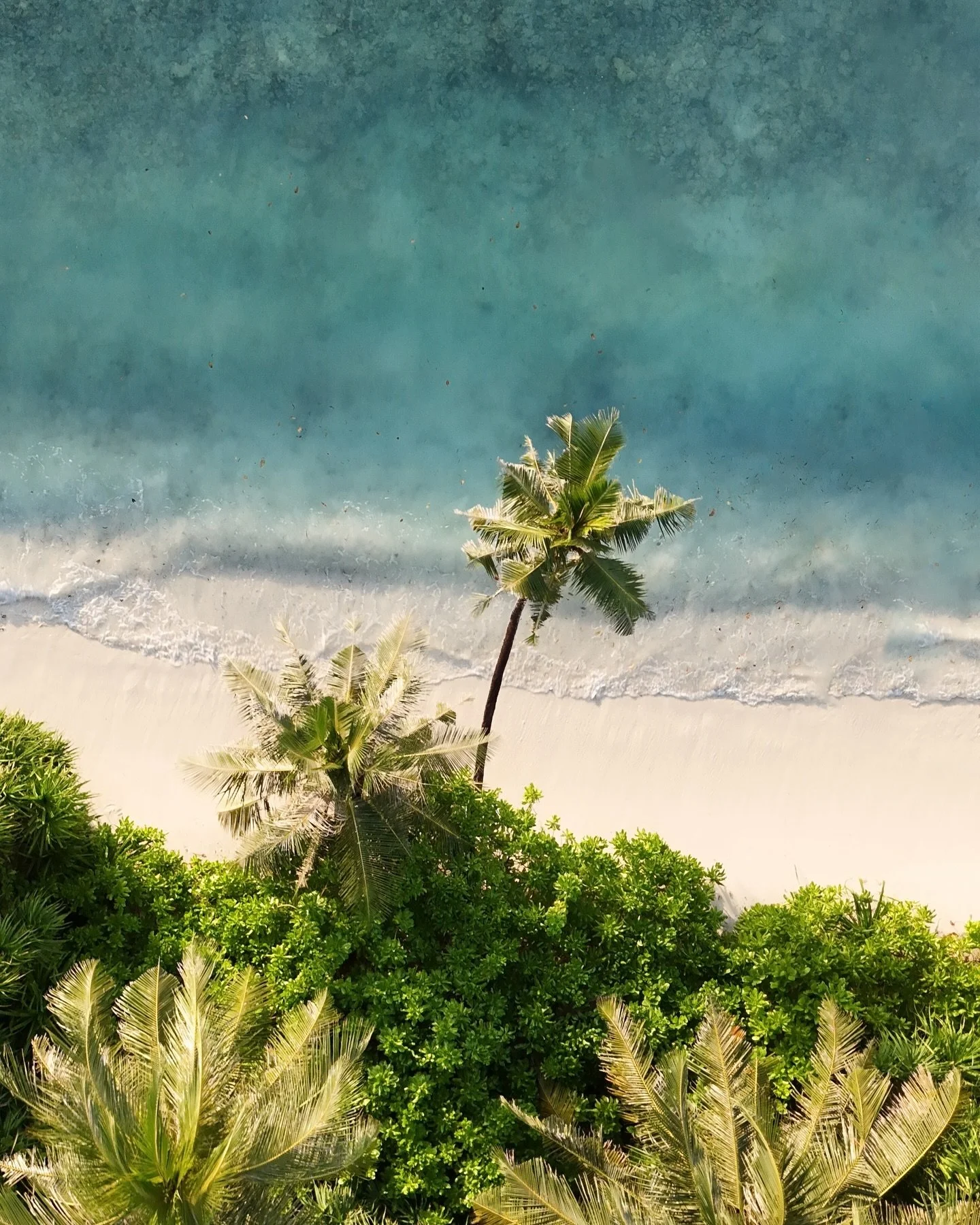 There&rsquo;s a new instagramable palmtree in town 🌴
🏨 @AkiriDhigurah
📷 @meet.maren
🗺️ #Dhigurah, #Maldives