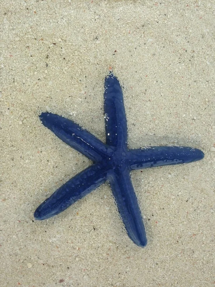 téléchargement (84).jpeg