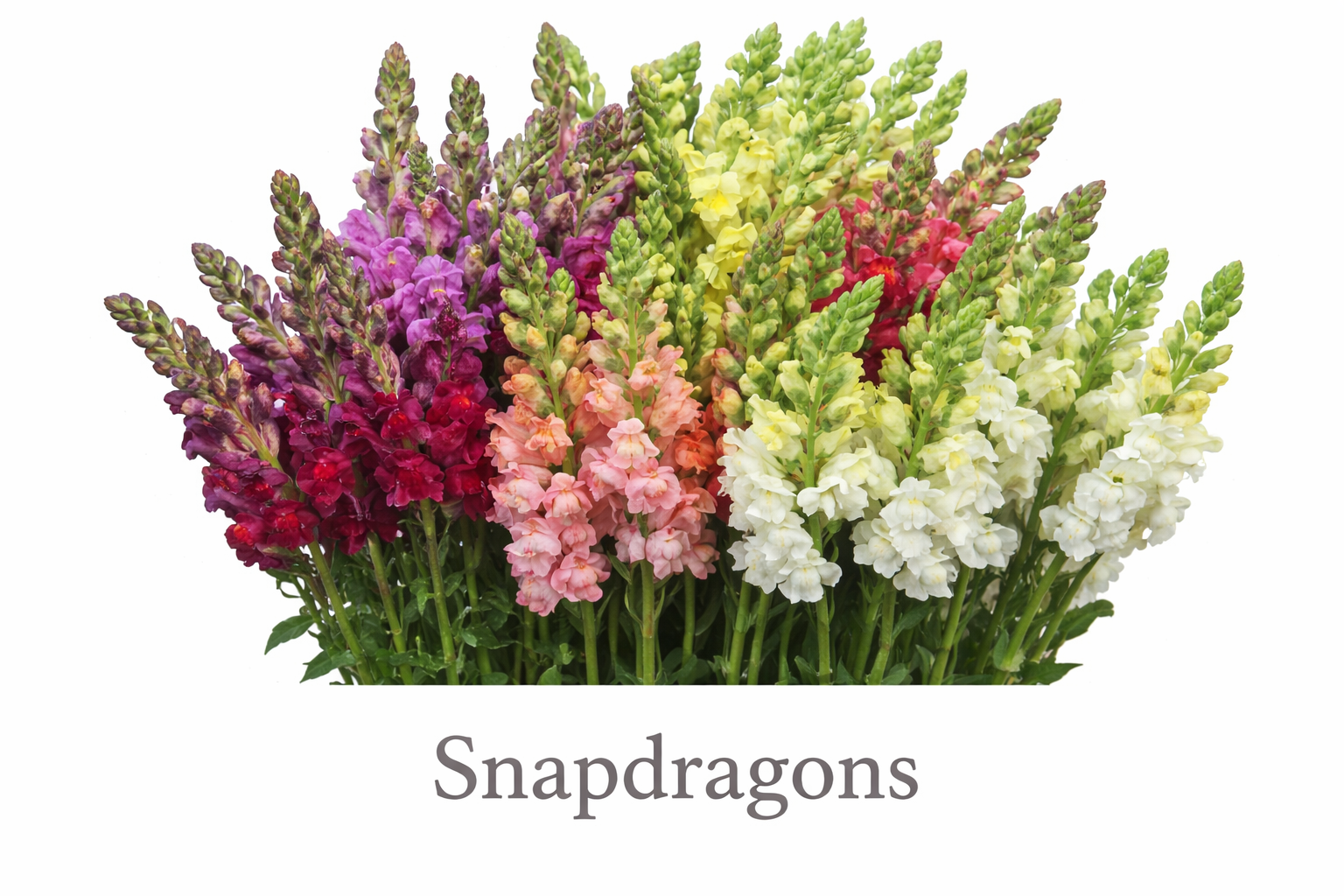 Vibrant snapdragon bouquet in full bloom.png
