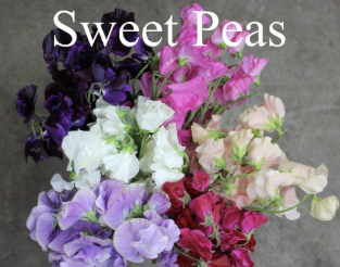 Screenshot 2026-03-21 120342.png