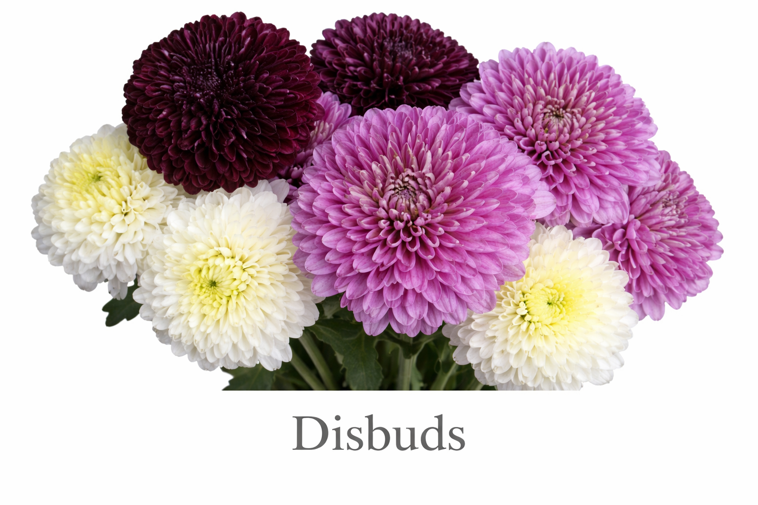 Elegant disbud chrysanthemum bouquet.png