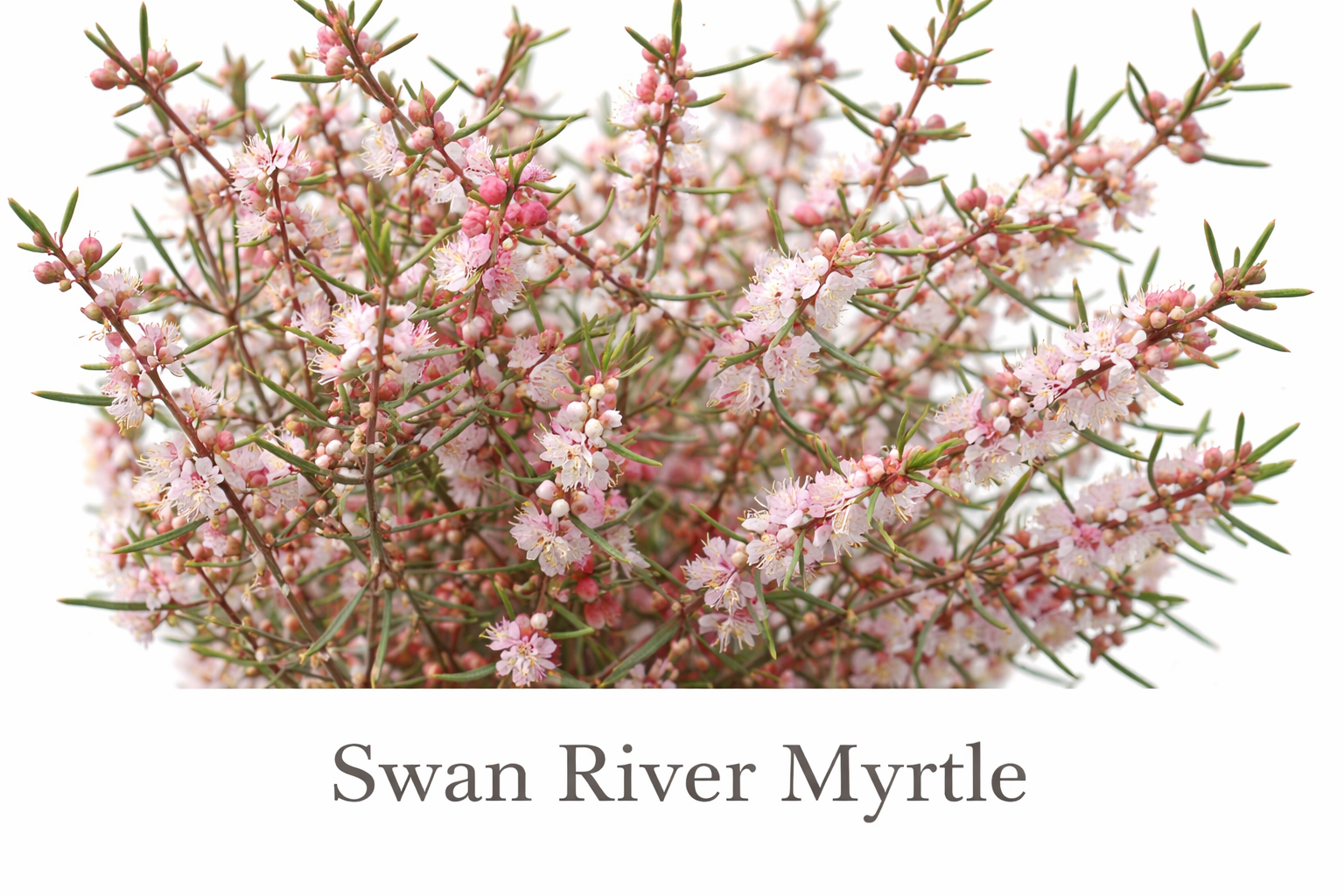 Swan River Myrtle in bloom.png