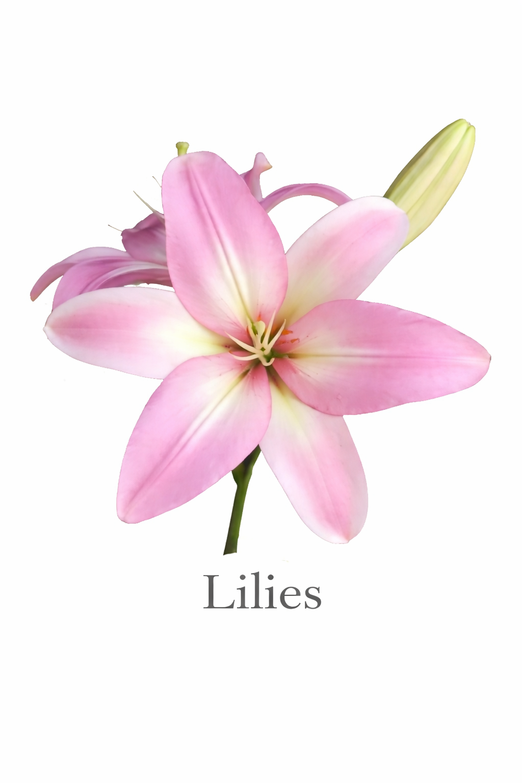 Elegant pink Asiatic lily close-up.png