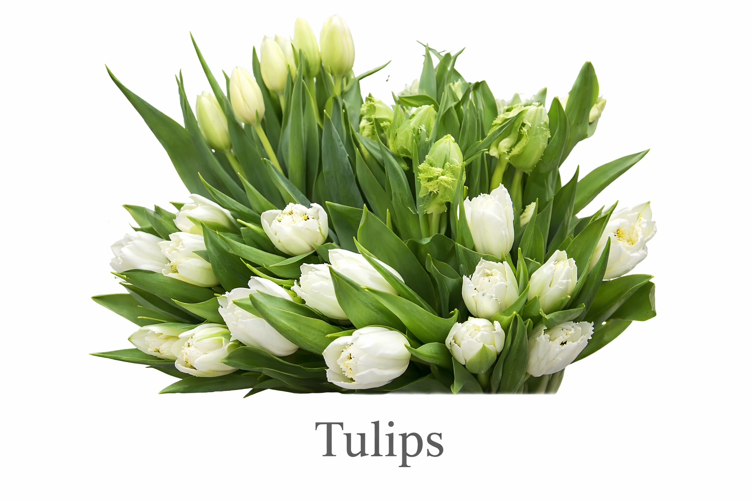 Fresh tulips in soft bloom.png
