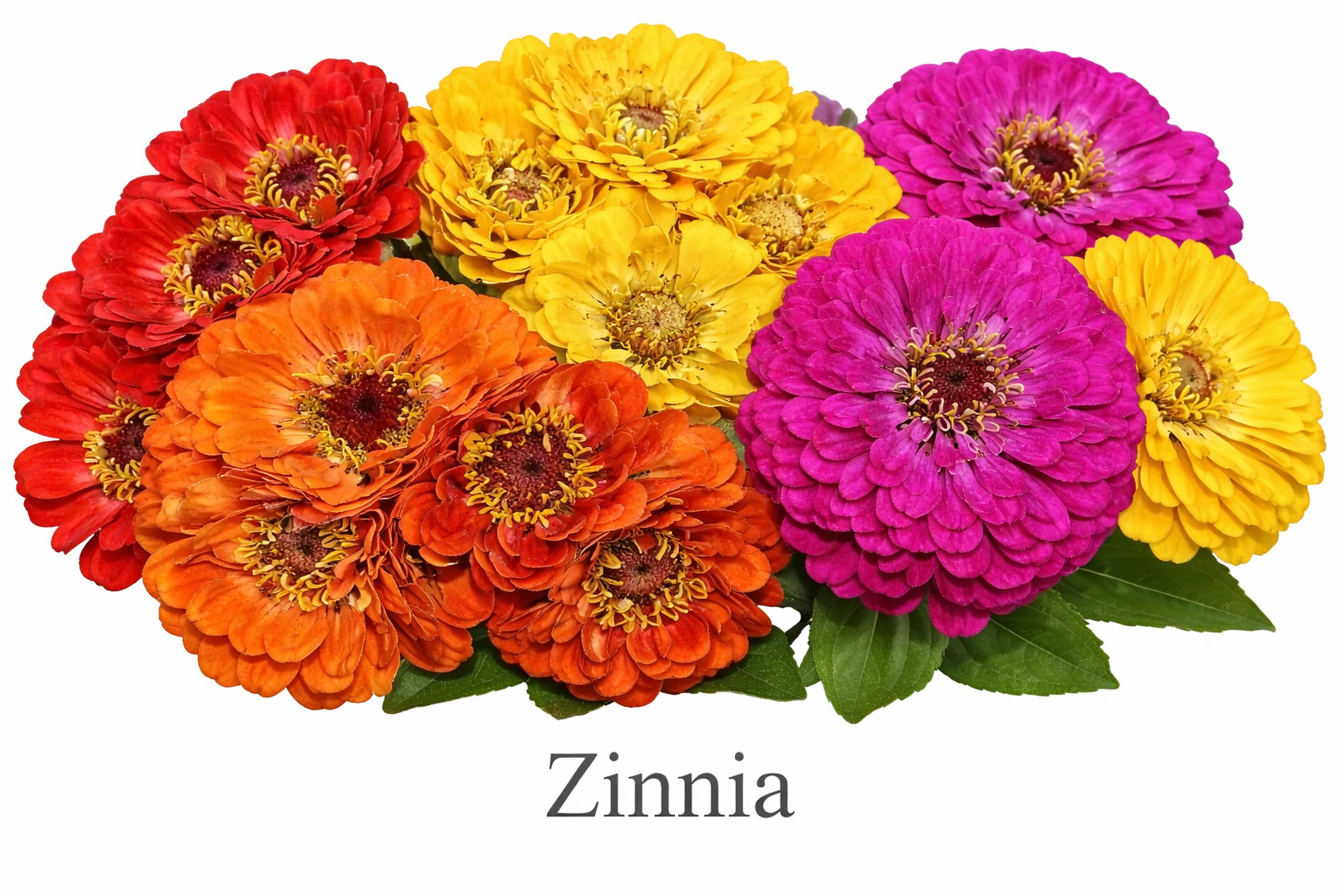 Vibrant zinnia bouquet in full bloom.png