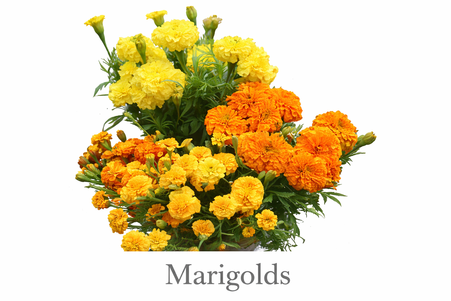 Vibrant marigold bouquet in full bloom.png