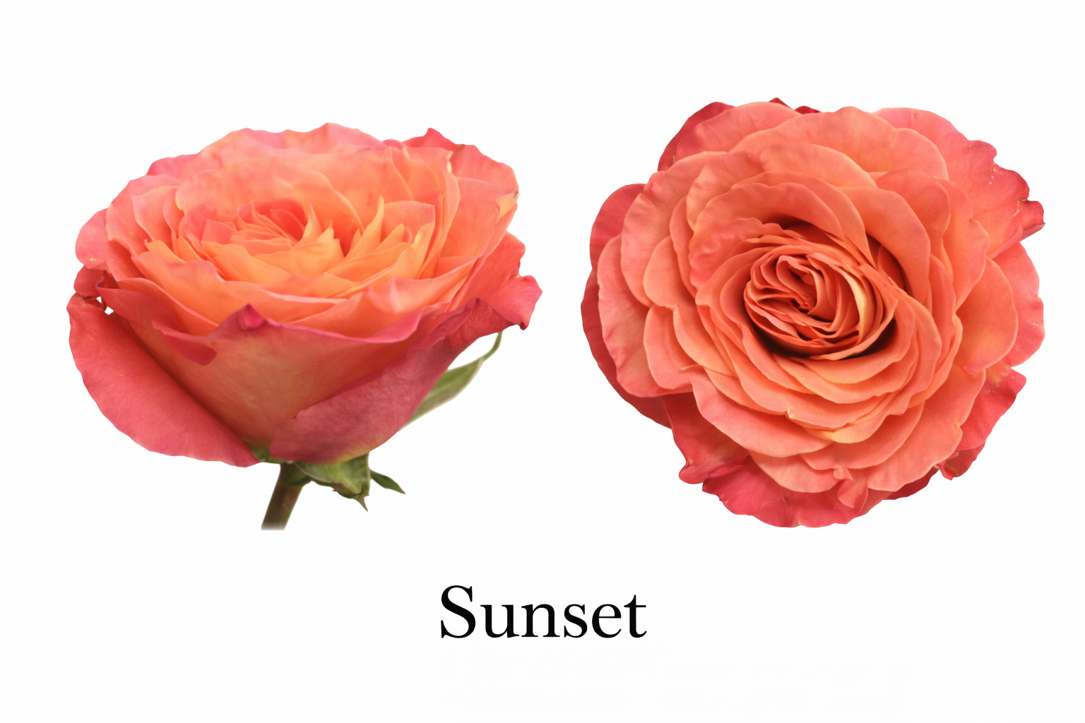 Sunset roses in full bloom.png