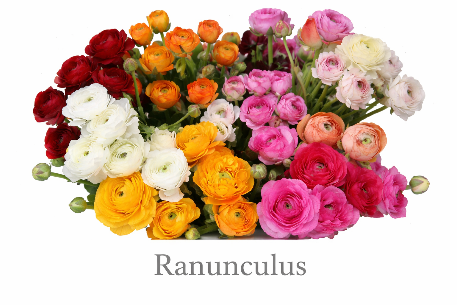 Vibrant ranunculus in full bloom.png