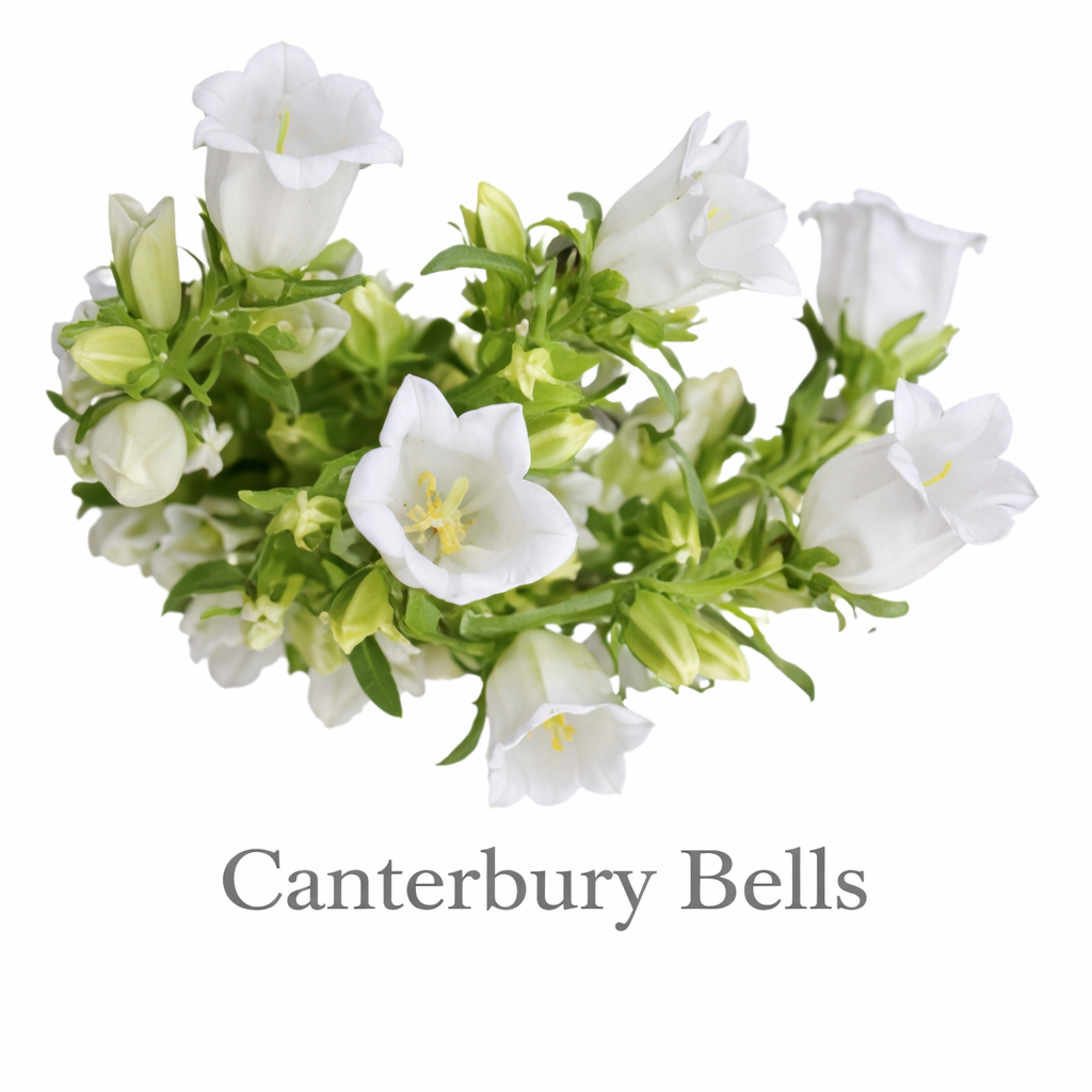Delicate white Canterbury Bells bouquet.png
