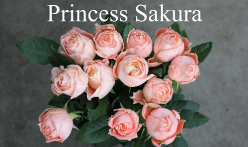 Screenshot 2026-03-21 120632.png