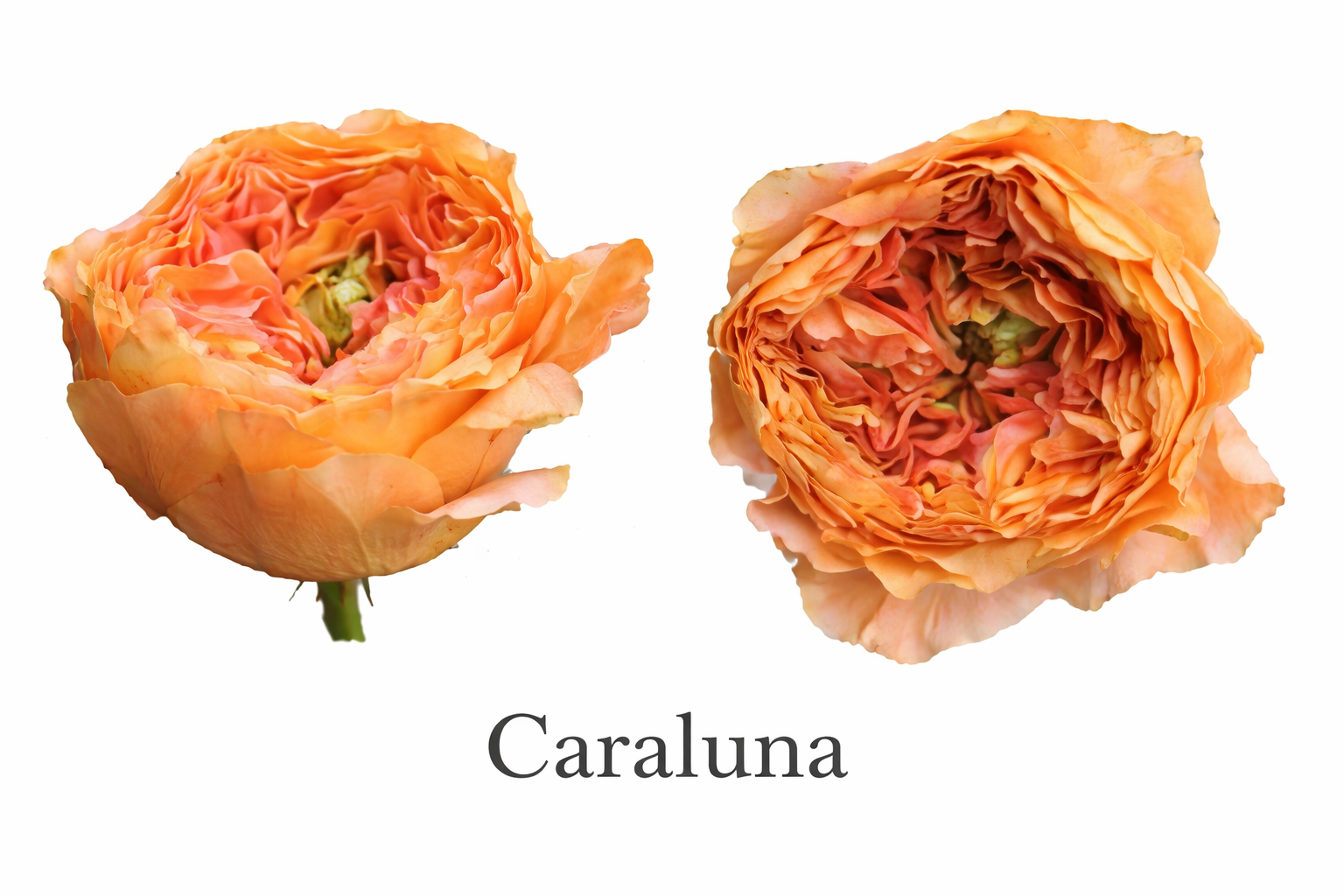 Caraluna roses in full bloom.png