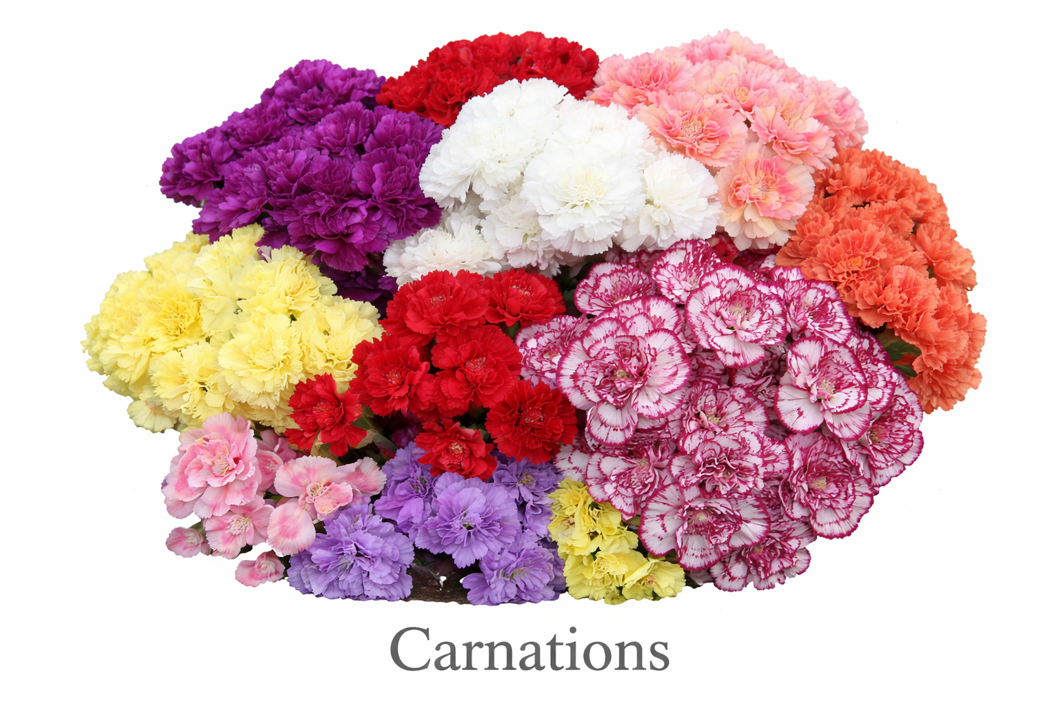 Colorful carnation bouquet close-up.png