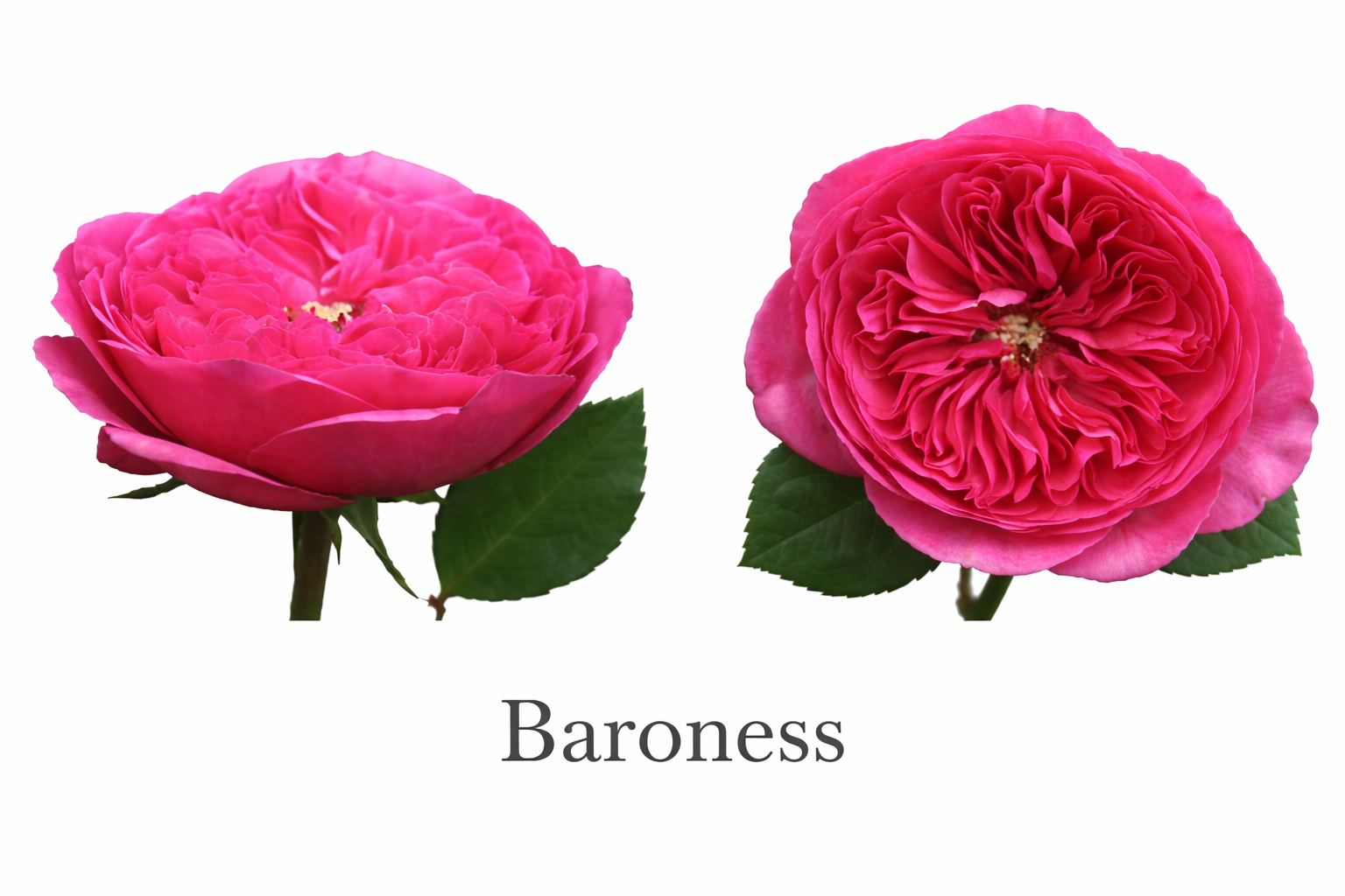 Vibrant Baroness garden roses in bloom.png