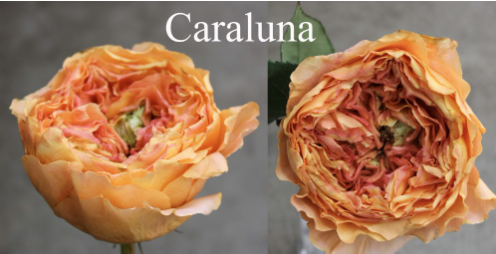 Screenshot 2026-03-21 120534.png