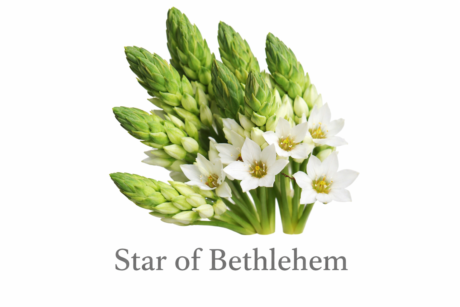 Star of Bethlehem close-up bloom.png