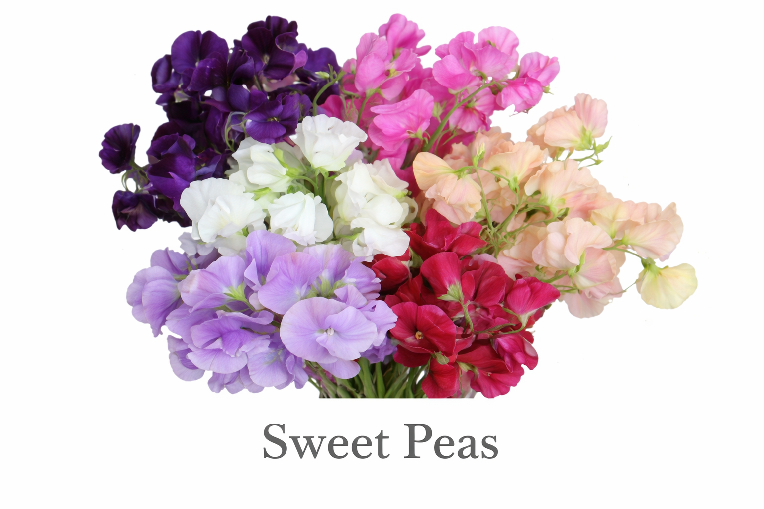 Elegant sweet pea bouquet close-up.png