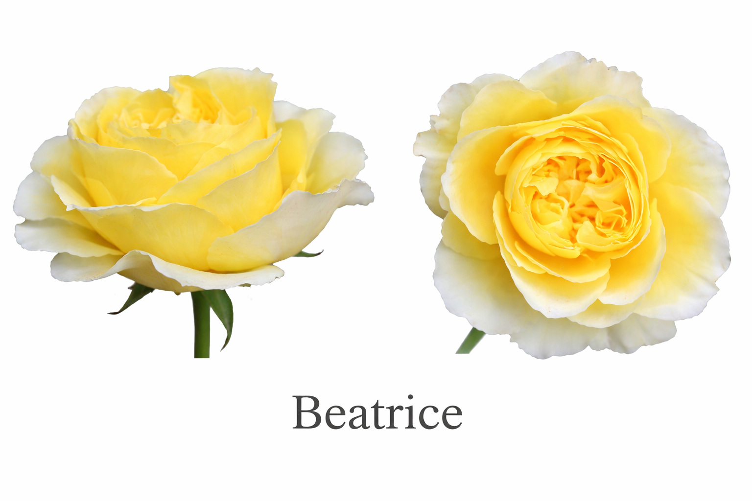 Beatrice roses in soft blooms.png