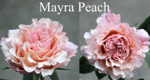 Screenshot 2026-03-21 120616.png