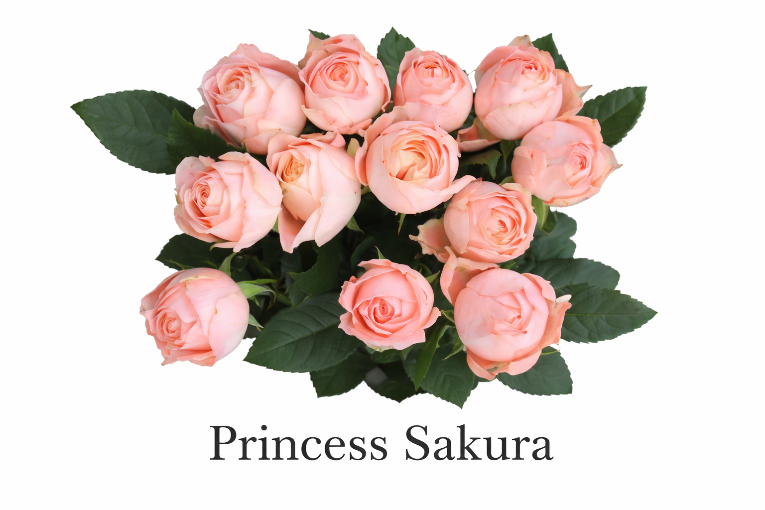 Princess Sakura roses bouquet (1).png