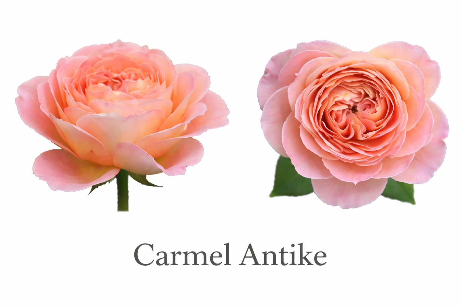 Carmel Antike roses in bloom.png