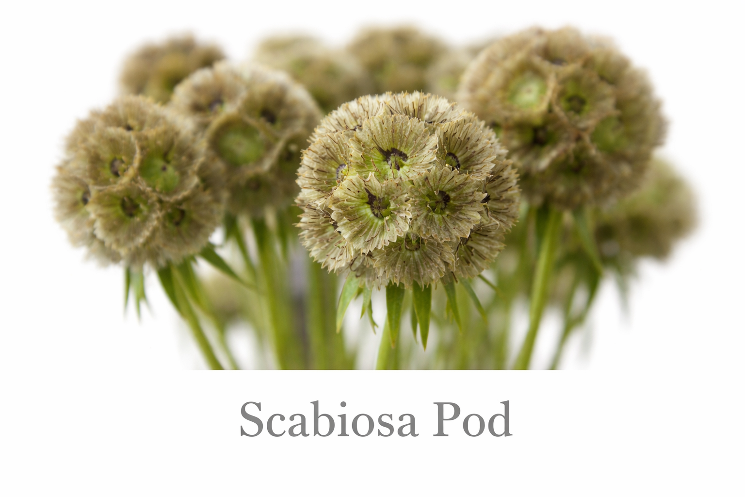 Scabiosa pods in delicate detail.png