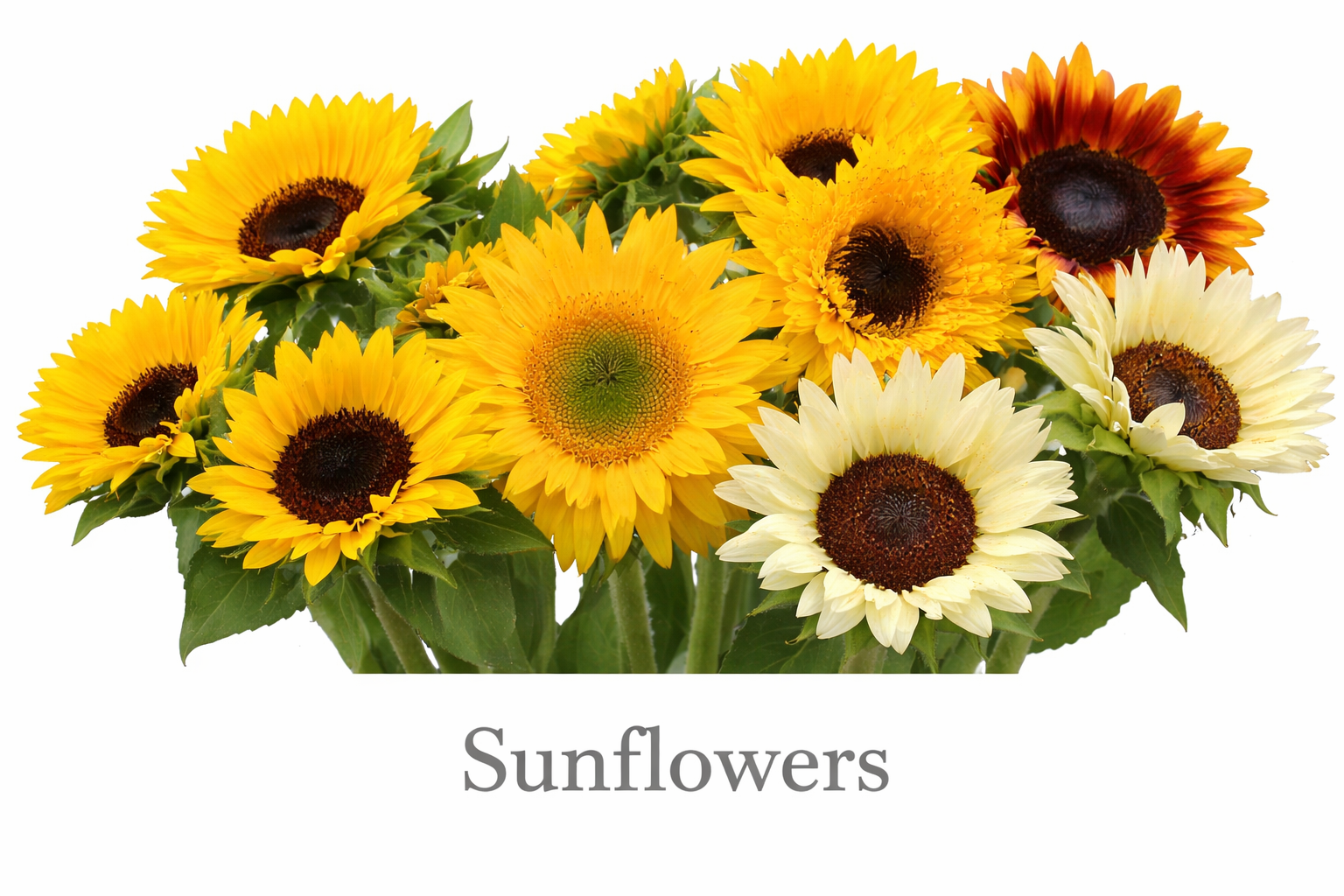 Vibrant sunflower bouquet in bloom.png