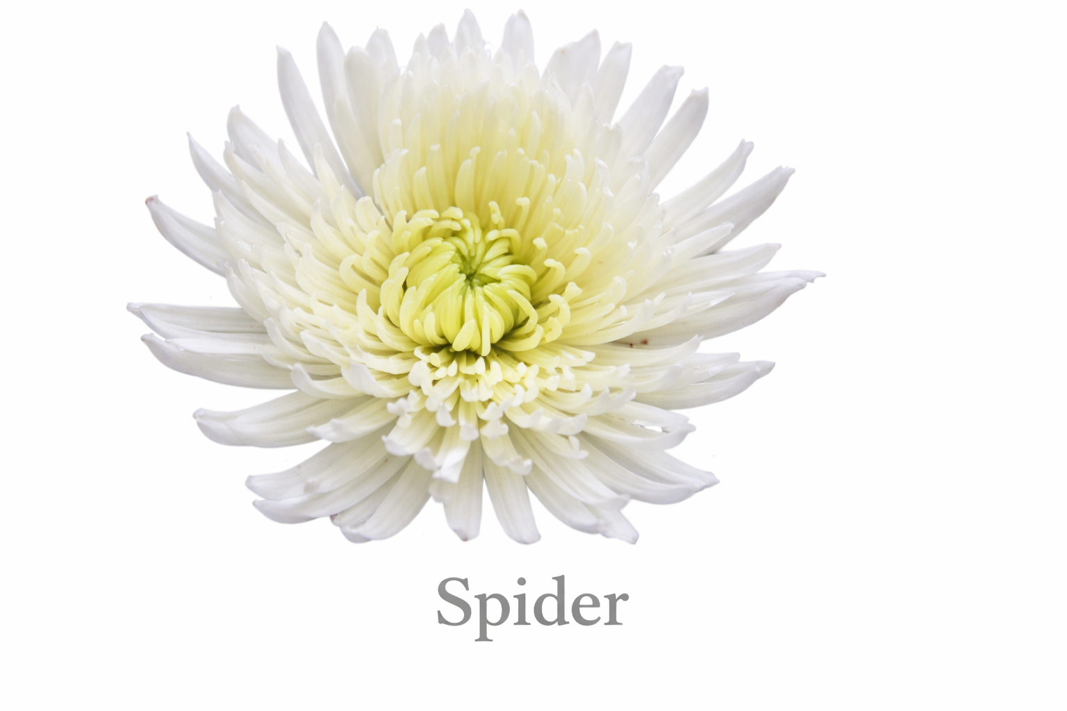 Elegant spider chrysanthemum bloom close-up.png