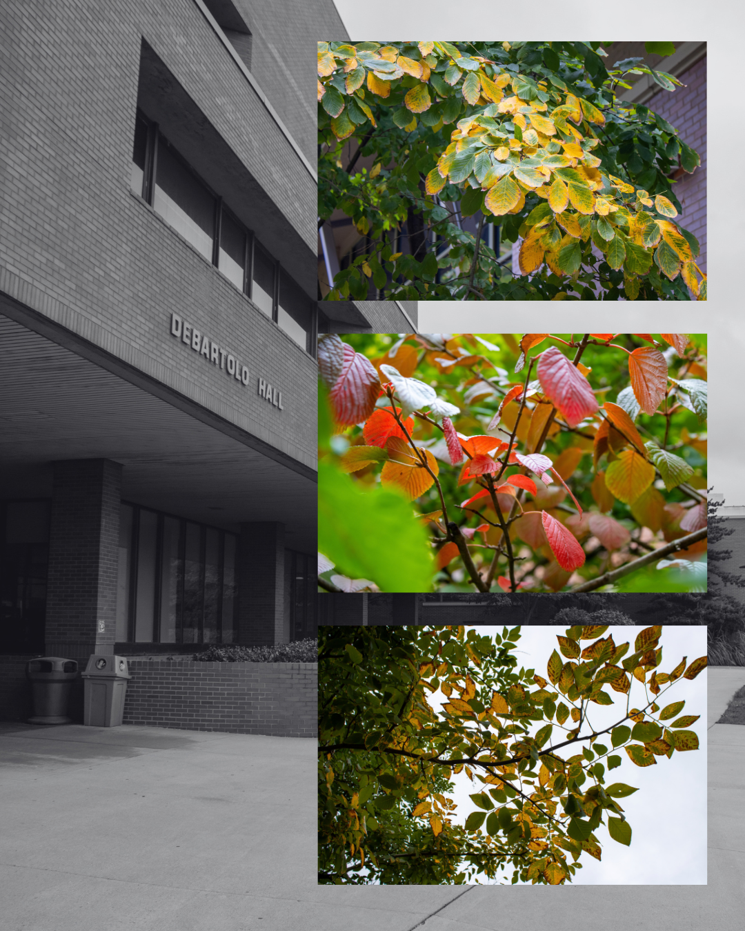 fall post (1).png