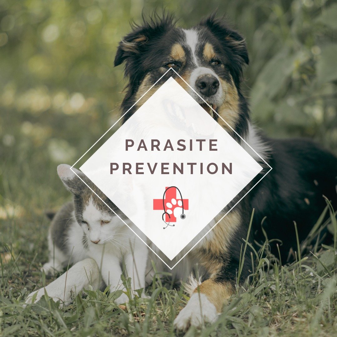 🌟 Attention pet parents in Washington State! 🐾 As the weather warms up, it's crucial to stay vigilant against pesky parasites that can harm our furry friends. 🌿 Whether your companion is a playful pup or a curious kitty, protecting them from fleas
