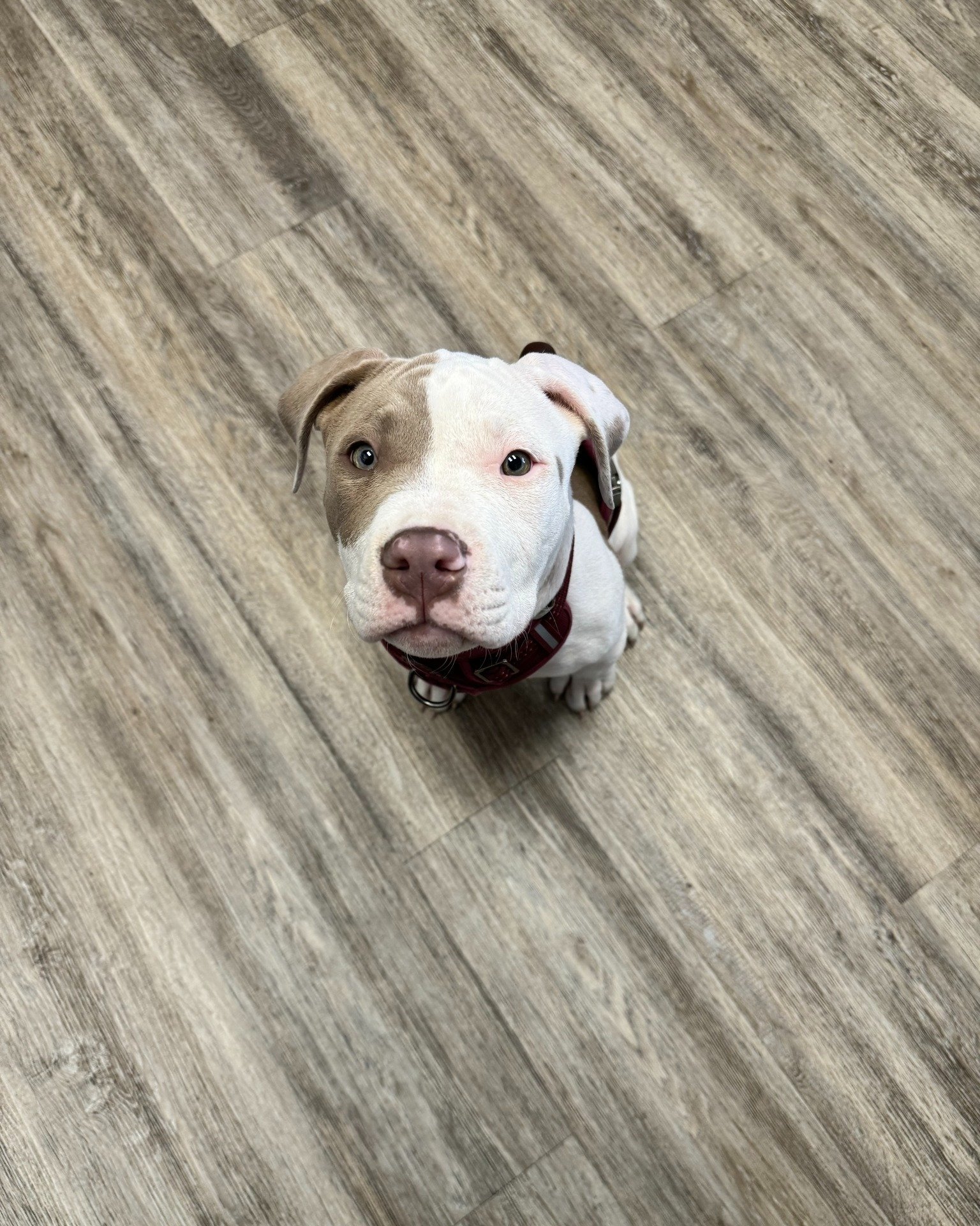 ✨Pet of the Week✨

Willow, the 13-week-old Pit Bull Terrier mix, has stolen our hearts from day one! 💖 From her very first puppy exam at 7 weeks old to her recent visit for a skin recheck, Willow has been spreading joy and love everywhere she goes. 