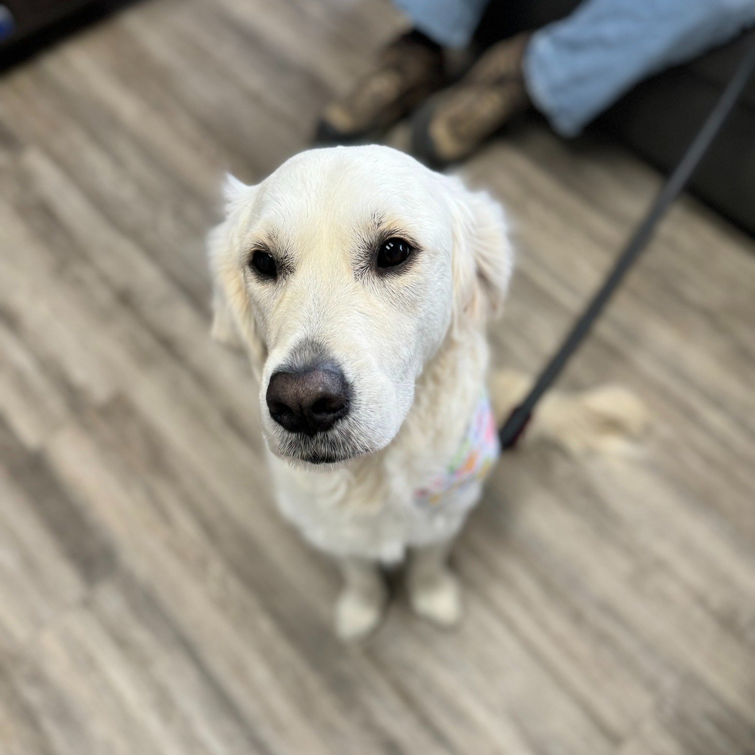 ✨Pet of The Week✨

The extraordinaryOlivia! 🐾🌸

Olivia, the 2-year-old English Golden Retriever, is not just your ordinary pup &ndash; she's a certified therapy dog spreading love and comfort wherever she goes!

 💖 Her mom couldn't be prouder, sha