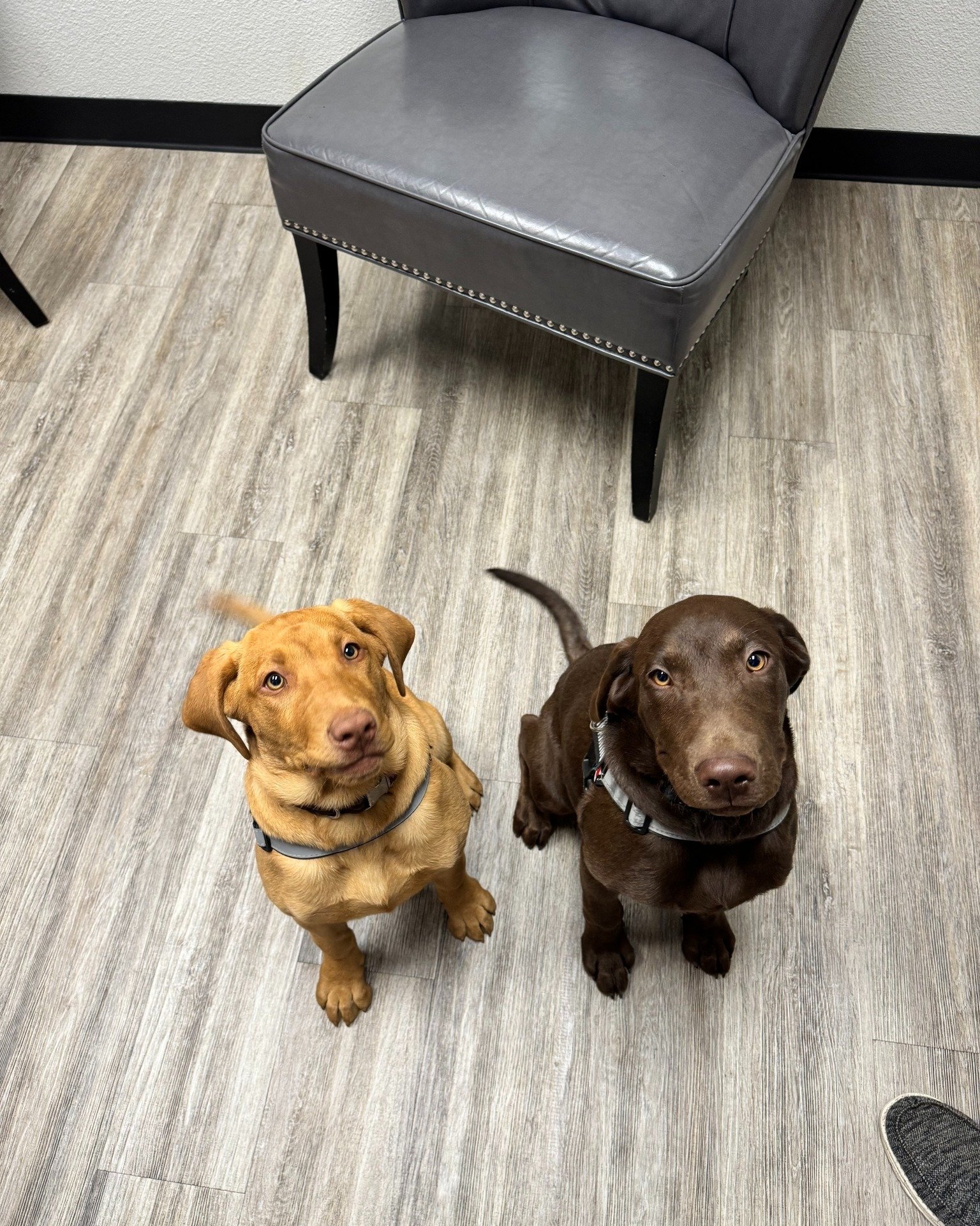 ☀️ Kickstart your Monday with some serious puppy cuteness! 🐾💕 We're starting the week off on the right paw with adorable photos of some of our furry clients from last week. 😍 Whether you need a little pick-me-up or just want to start your day with