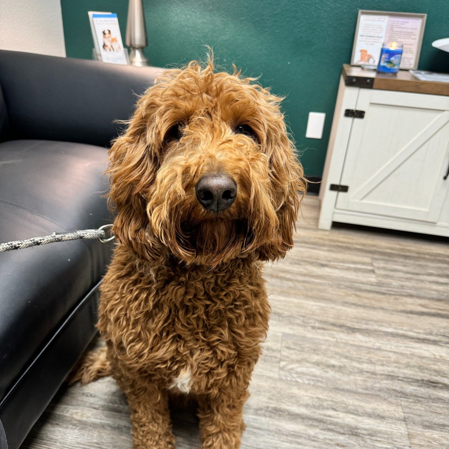 ✨Pet of The Week✨

Meet adorable KJ! 🐾 This 2-year-old Golden Doodle is as sweet as can be, but she's here with us today in urgent care for a chronic ear infection. 🩺 Don't worry, though &ndash; with Dr. Brenner's expert detective skills, we're det