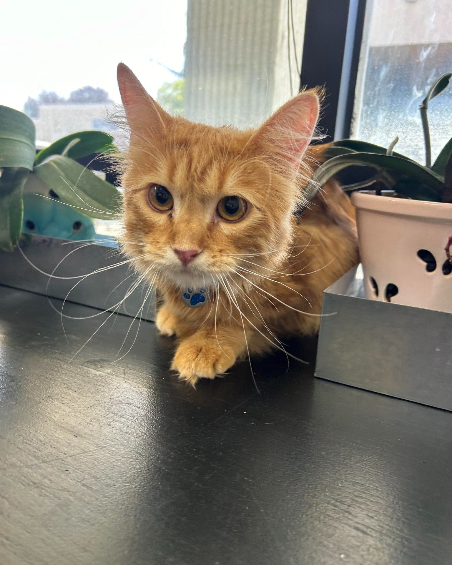✨Pet of the Week✨

🐾 This 9-month-old orange cat stole our hearts from the moment he walked through our doors. 💙 Leo has been a cherished patient since he was just a tiny kitten, and we've had the pleasure of watching him grow into the sweet, energ