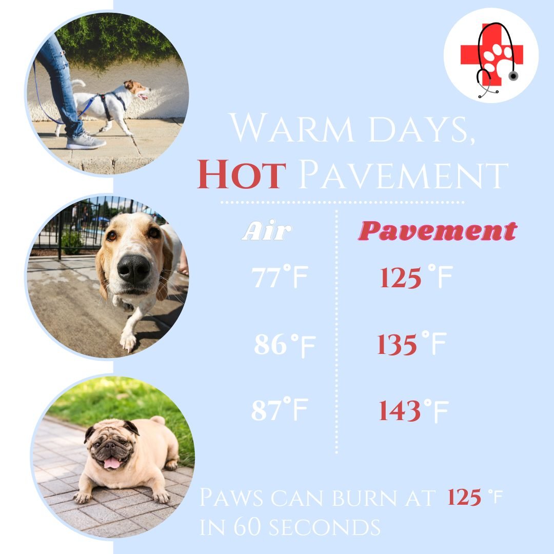 🐾☀️ Hot Pavement Alert! ☀️🐾

As the temperatures rise, it's crucial to remember that hot pavement can be dangerous for our furry friends. 🐶🔥 Did you know that on a warm day, the pavement can get significantly hotter than the air temperature? Here
