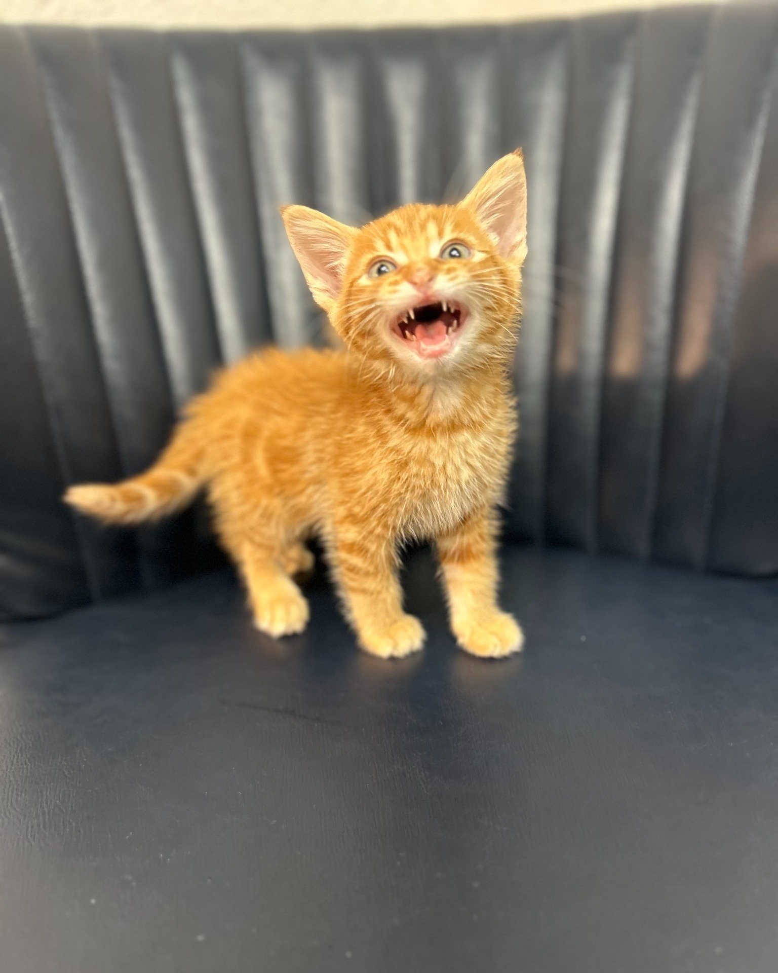 We swear Cheeto loves us ๐๐ซถ He did great for his first kitten exam ๐งก