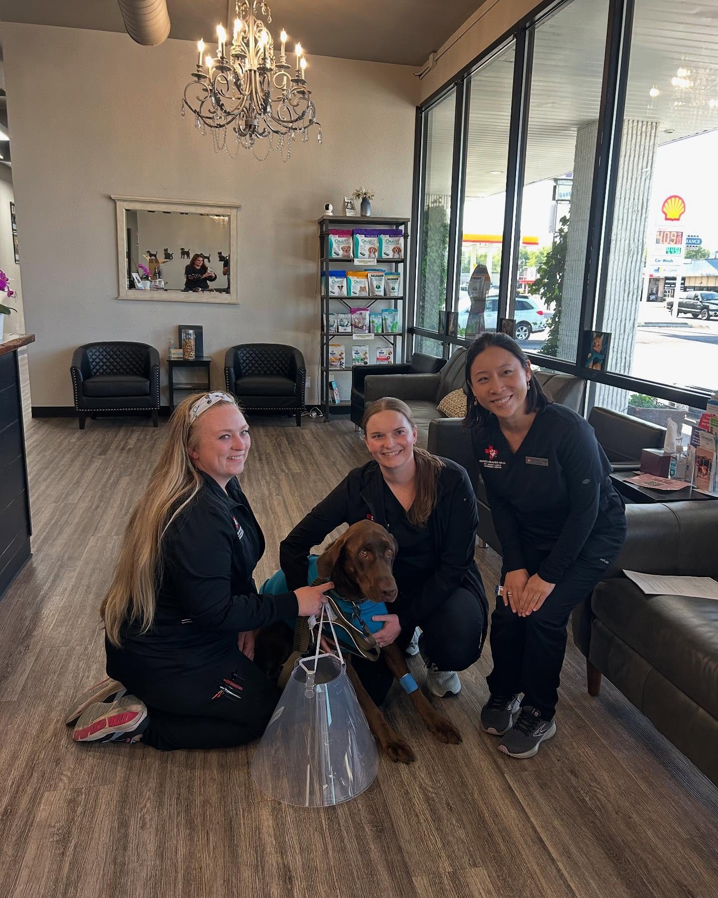 ๐พ๐ท Meet Buc, the Wine Dog with a Heart of Gold! ๐ท๐พ
Buc is a 3-year-old Labrador Retriever and the official wine dog for Cooper-Red Mountain Winery! ๐๐ He’s as sweet as they come, but today, he wasn’t feeling quite himself. After a